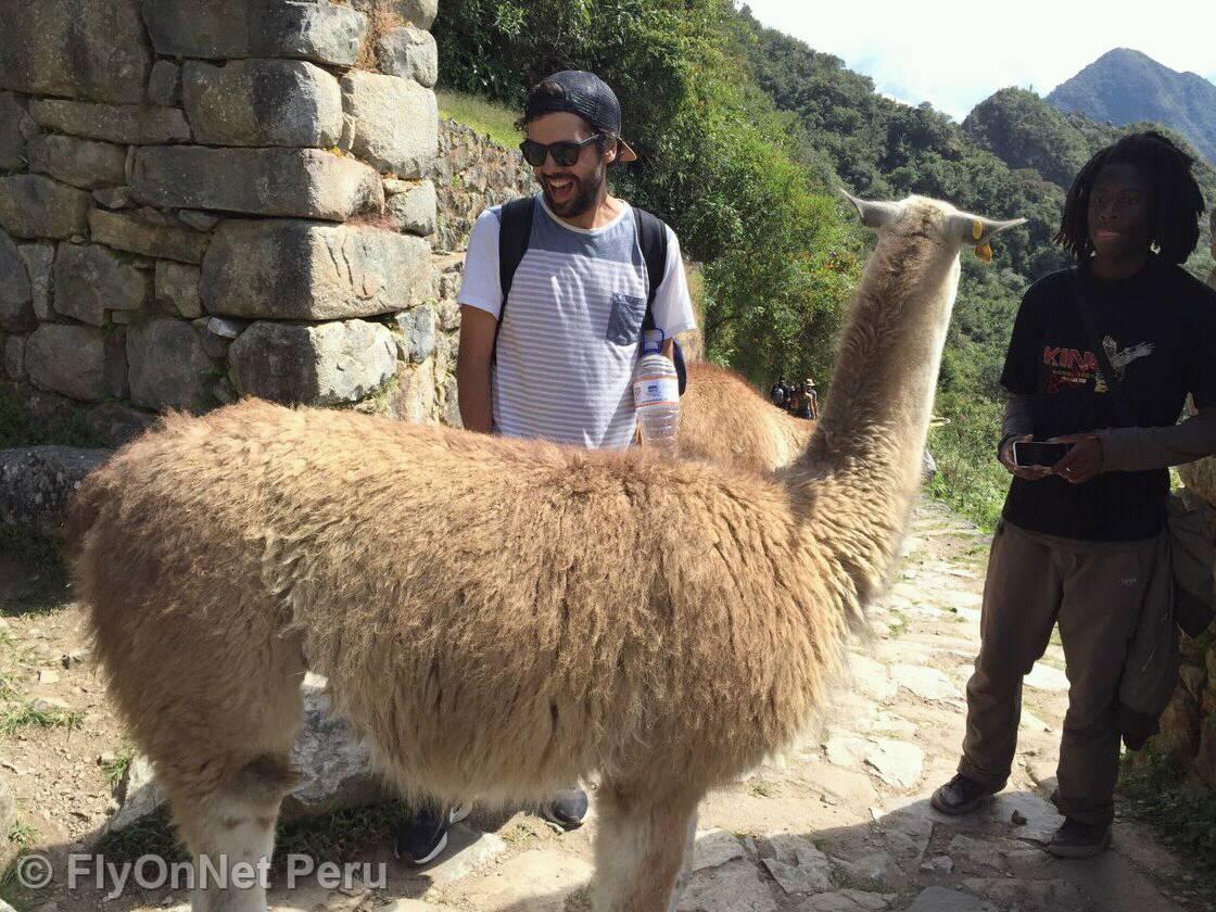 Álbum de fotos: Lama em Machu Picchu
