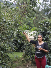 Visita à plantação de café